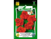 Kapuzinerkresse Scharlachglanz