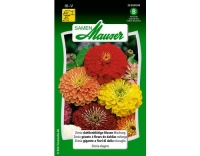 Zinnie dahlienbl&uuml;tige Riesen Mischung