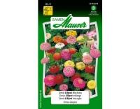 Zinnie Liliput Mischung