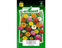 Zinnie Kobold Mischung