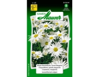 WiesenWucherblume, Grosse Margerite