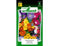 Samen Mauser Blühender Sichtschutz