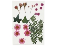 Creativ Company Gepresste Blüten