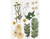 Creativ Company Gepresste Blüten