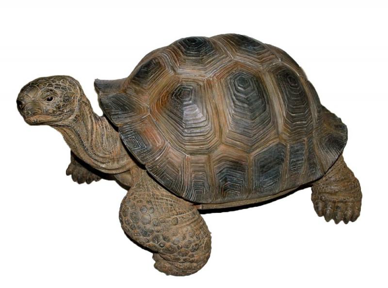 Vivid Arts Schildkröte, Polyresin