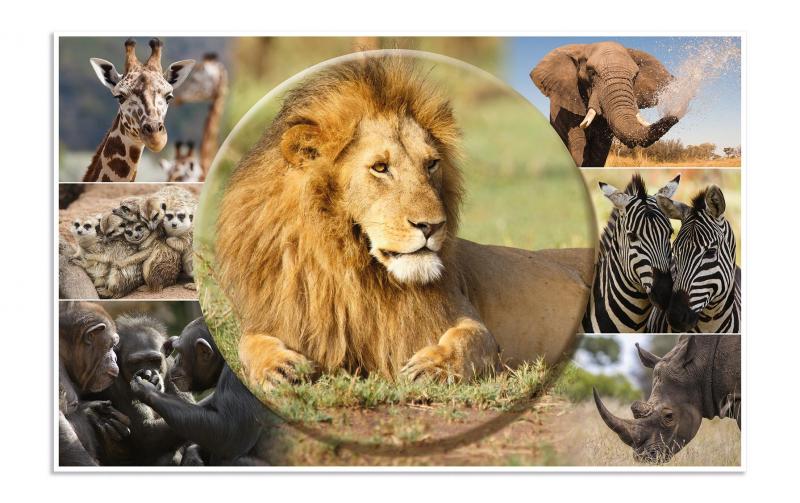 Herma Schreibunterlage Afrika Tiere