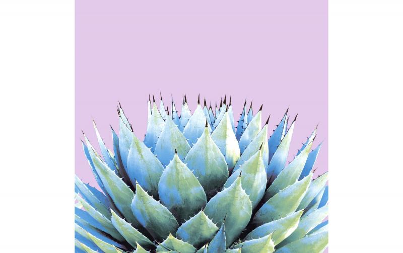 Paper + Design Servietten Cactus