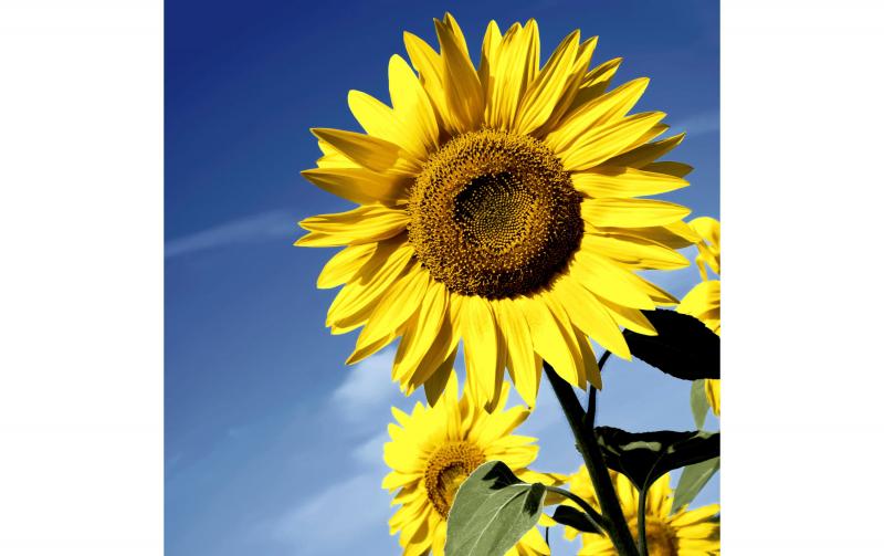 Paper + Design Servietten Sunflower Bloom