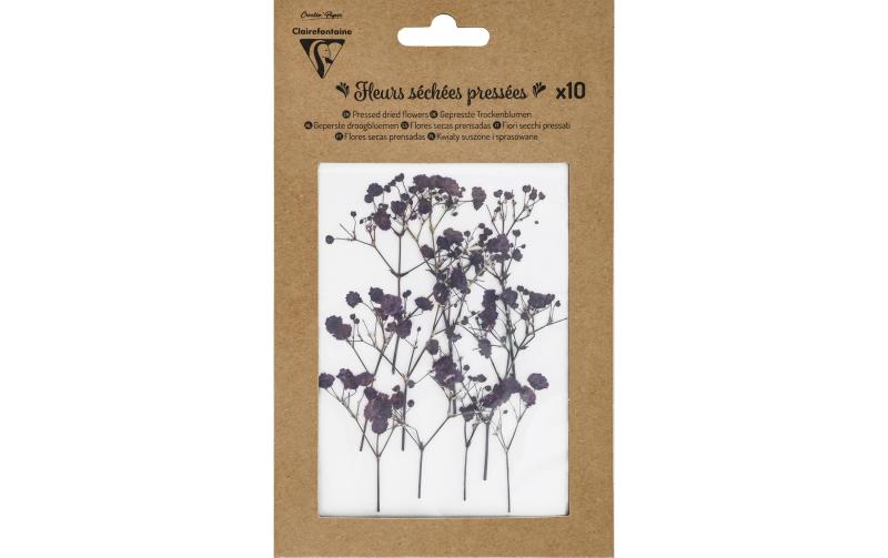 Clairefontaine Trockenblumen Lavendel