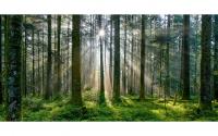 ABC Motivkarte Landschaft Wald