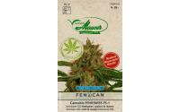 Cannabis Fenoswiss (FS 1)