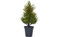 Star Trading Dekorativer Baum THUJA