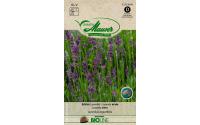 Samen Mauser Echter Lavendel