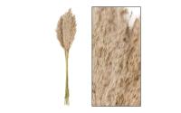 CHALET Trockenblumen Schilfrohrfeder,10 St.