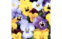 Paper + Design Servietten Pansies