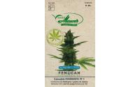 SAMEN MAUSER Cannabis Fenomatic FT-1