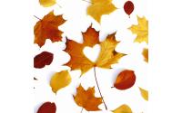 Paper + Design Servietten Autumn Love