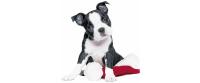 Paper + Design Servietten Xmas Dog