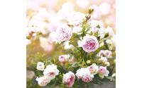 Paper + Design Servietten Rose Dream