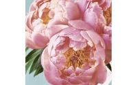 Paper + Design Servietten Pink Peony
