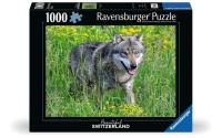 Puzzle Wolf im Natur- und Tierpark Goldau