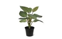 Botanic-Haus Philodendron Birkin