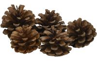 COCON Schwarzkieferzapfen, Netz à 500g