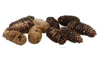 Dekomat Tannenzapfen 12 Stück, echt