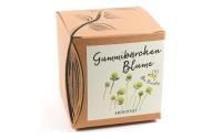 Anzucht Gummibärchenblume