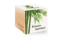 Riesenbambus