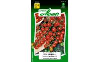 Tomate Sun Cherry F1