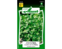 Blattkoriander Marino