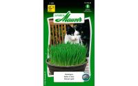 Katzengras 25g