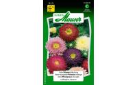 Aster Prinzess Mischung