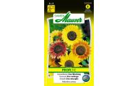 Sonnenblume Cino Misch.
