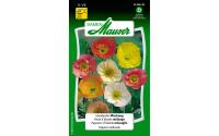 Islandmohn Mischung