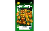 Tagetes Bolero