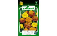 Tagetes Sparky Mischung