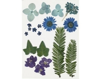 Creativ Company Gepresste Blüten