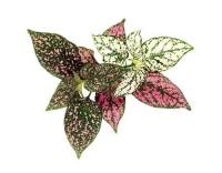 Click and Grow Smart Garden Plant Pod